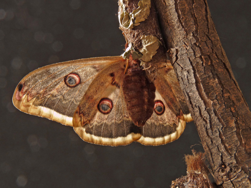 Saturnia pyri